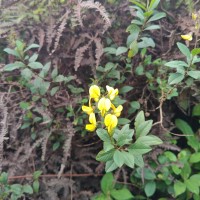 Crotalaria walkeri Arn.