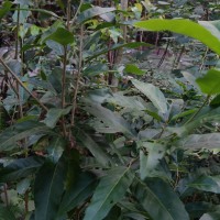 Croton persimilis Müll.Arg.