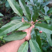 Croton persimilis Müll.Arg.