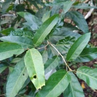 Croton persimilis Müll.Arg.