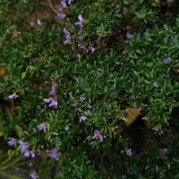 Trifidacanthus unifoliolatus Merr.