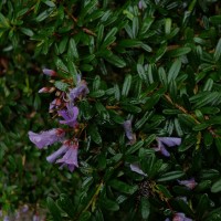 Trifidacanthus unifoliolatus Merr.