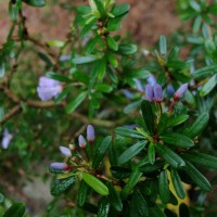 Trifidacanthus unifoliolatus Merr.