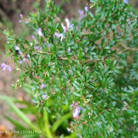 Trifidacanthus unifoliolatus Merr.