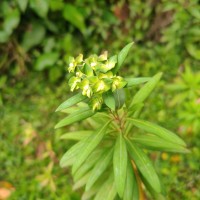Euphorbia rothiana Spreng.