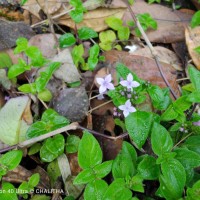 Neanotis monosperma (Wight & Arn.) W.H.Lewis