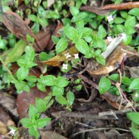 Neanotis monosperma (Wight & Arn.) W.H.Lewis