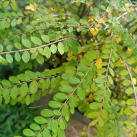 Phyllanthus cochinchinensis Spreng.