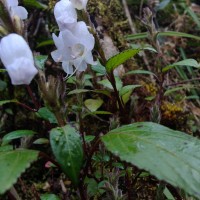 Strobilanthes viscosa var. viscosa (Arn. ex Nees) T.Anderson