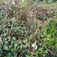 Strobilanthes viscosa var. viscosa (Arn. ex Nees) T.Anderson