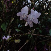 Strobilanthes viscosa var. viscosa (Arn. ex Nees) T.Anderson