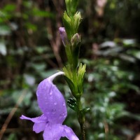 Strobilanthes viscosa var. digitalis (Nees) C.B.Clarke