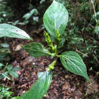 Strobilanthes viscosa var. digitalis (Nees) C.B.Clarke