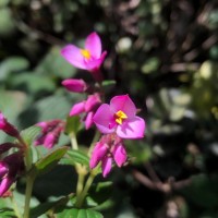 Sonerila harveyi Thwaites