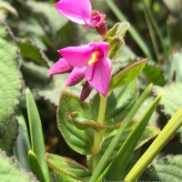 Sonerila harveyi Thwaites