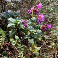 Sonerila harveyi Thwaites