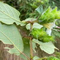 Strobilanthes hookeri Nees