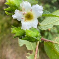 Strobilanthes hookeri Nees