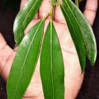 Psydrax lanceolatus (Arn.) R.Kr.Singh & Arigela