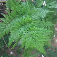 Davallia canariensis (L.) Sm.