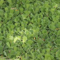Pistia stratiotes L.