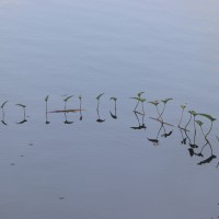 Ipomoea aquatica Forssk.