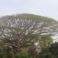 Samanea saman (Jacq.) Merr.