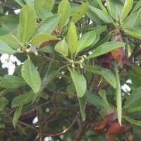 Rhizophora mucronata Poir.