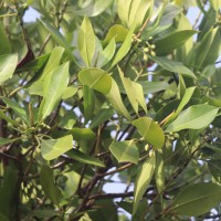 Rhizophora mucronata Poir.