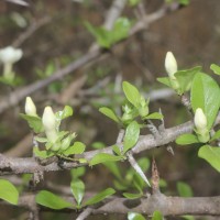 Catunaregam spinosa (Thunb.) Tirveng.