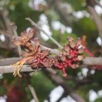 Dendrophthoe falcata (L.f.) Ettingsh.