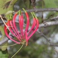Dendrophthoe falcata (L.f.) Ettingsh.