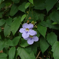 Thunbergia grandiflora (Roxb. ex Rottler) Roxb.