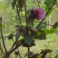 Hibiscus acetosella Welw. ex Hiern