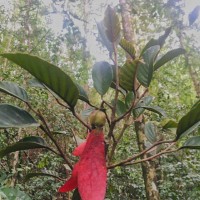 Dipterocarpus glandulosus Thwaites