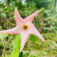 Dipterocarpus insignis Thwaites