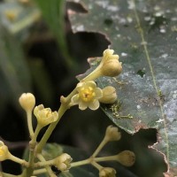 Cinnamomum dubium Nees