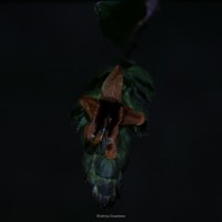 Strobilanthes laxa T.Anderson