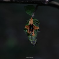 Strobilanthes laxa T.Anderson