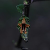 Strobilanthes laxa T.Anderson