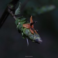 Strobilanthes laxa T.Anderson