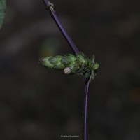 Strobilanthes laxa T.Anderson