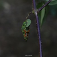 Strobilanthes laxa T.Anderson