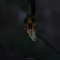 Strobilanthes laxa T.Anderson