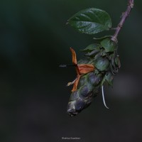 Strobilanthes laxa T.Anderson