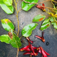 Doona gardneri Thwaites