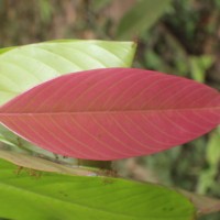 Doona macrophylla Thwaites