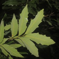 Dimocarpus gardneri (Thwaites) Leenh.