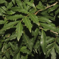<i>Dimocarpus gardneri</i>  (Thwaites) Leenh.