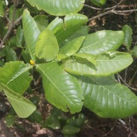 Gardenia fosbergii Tirveng.